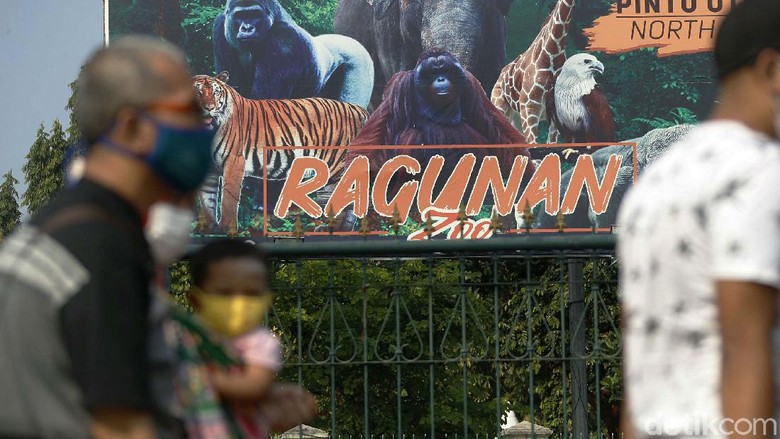 Ragunan Ditutup, Pengunjung Terpaksa Balik Kanan Untuk mencegah penyebaran virus Corona, Taman Margasatwa Ragunan, Jakarta, ditutup sementara. Para pengunjung pun terpaksa balik kanan.