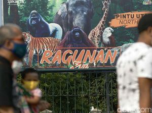 Pengunjung Masih Datang ke Ragunan: Ngecek Saja