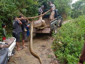 Geger Ternak Warga di Maros Lenyap Disantap Ular 7 Meter