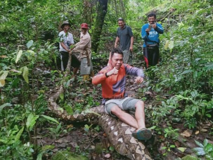 Ular Piton Sepanjang Tujuh Meter.