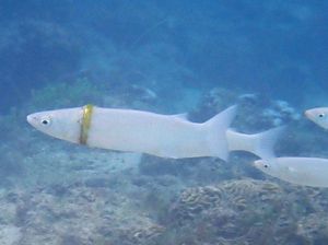 5 Bulan Hilang, Cincin Pria Ini Ditemukan Tersangkut di Badan Ikan