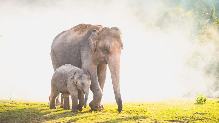 Gajah