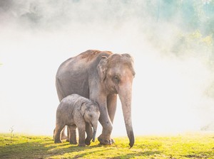 Gajah di India Jalani Tes Covid-19
