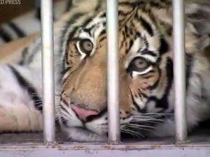 Keliaran di Kota Sepekan, Akhirnya Harimau Ini Ditemukan Polisi