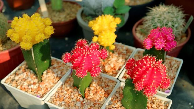 Collection of Colorful Potted Hibotan Cacti pr Moon Cactus Plants at House Veranda