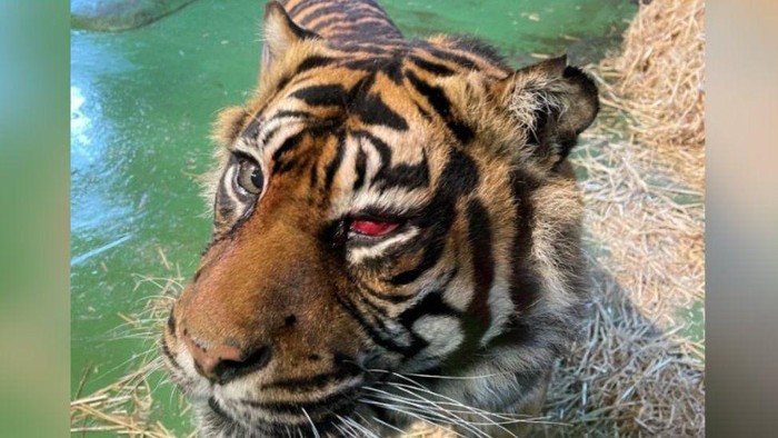 Tak Hanya Manusia, Harimau Juga Bisa Operasi Mata