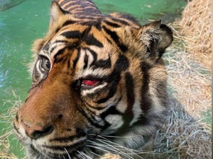Tak Hanya Manusia, Harimau Juga Operasi Mata Lho