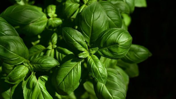 Basil (Image by Ulrike Leone from Pixabay)