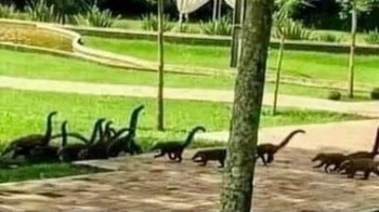 Dinosaurus sedang menyeberang jalan. Foto: dok reddit.com/confusing_perspective
