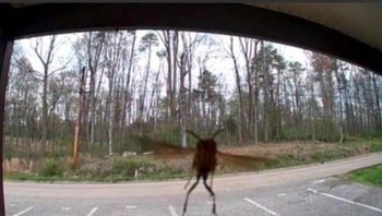 Seperi monster yang sedang berjalan. Foto: dok reddit.com/confusing_perspective  