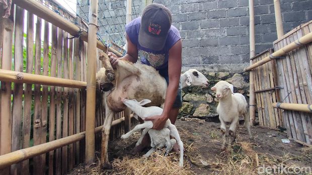 Kambing dengan 7 kaki dan 2 kelamin di Kulon Progo, Selasa (18/5/2021).