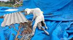 Kambing di Kulon Progo Ini Punya 7 Kaki dan 2 Kelamin