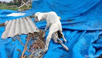 Sekilas kambing ini terlihat seperti kambing normal lainnya. Namun jika diperhatikan seksama, nampak tujuh buah kaki yang tumbuh di tubuh kambing tersebut.