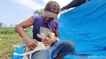 Kambing di Kulon Progo Ini Punya 7 Kaki dan 2 Kelamin