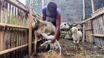 Kambing di Kulon Progo Ini Punya 7 Kaki dan 2 Kelamin