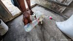 Kambing di Kulon Progo Ini Punya 7 Kaki dan 2 Kelamin