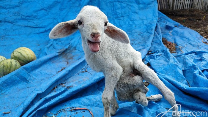 Kambing di Kulon Progo Ini Punya 7 Kaki dan 2 Kelamin Buruh dari berbagai serikat pekerja di Jawa Barat melakukan unjuk rasa di Gedung Sate, Kota Bandung, Selasa (18/5). Aksi itu untuk mengecam serangan Israel ke Palestina.