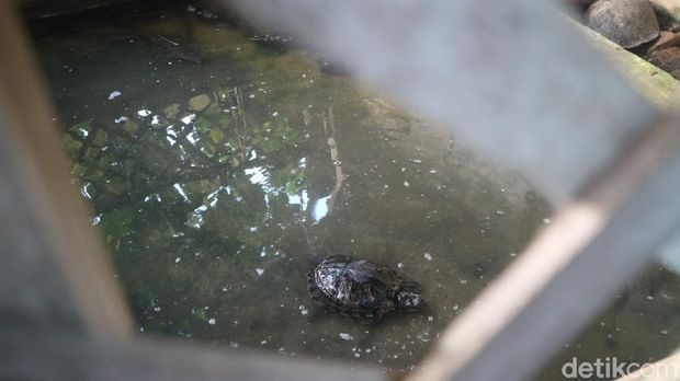Kisah Sunan Muria di Balik Tradisi Bulusan di Kudus yang Digelar Tanpa Keramaian