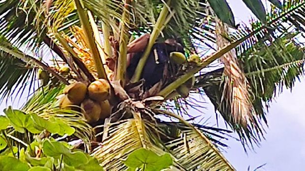 orang tidur di atas pohon kelapa
