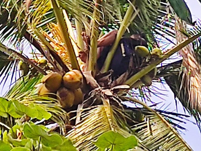 orang tidur di atas pohon kelapa