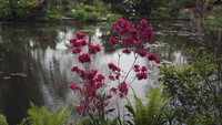 Monet menemukan desa ini dalam perjalanan berkereta pada tahun 1883. Keindahan desa kecil berjarak sekitar 75 km dari Paris ini mampu membuat Monet jatuh cinta hingga ia menyewa rumah agar bisa tinggal di sana untuk melukis. 