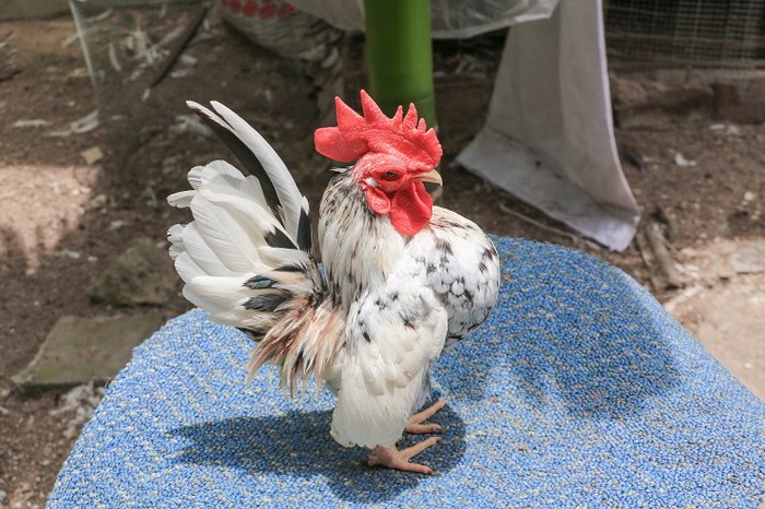 Bukan untuk Dimakan, Ayam Ini Diternak Buat Jadi Model Binaragawan