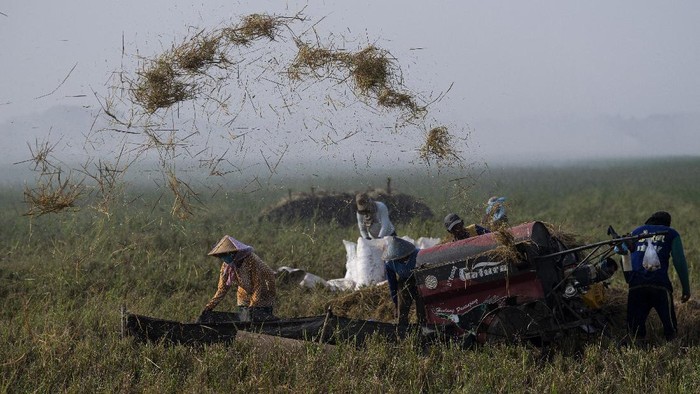 BULOG PASTIKAN TAHUN INI TIDAK IMPOR BERAS Petani mengangkut karung berisi gabah hasil panen dengan motor di Desa Kertawaluya, Kabupaten Karawang, Jawa Barat, Selasa (18/5/2021). Perum Bulog memastikan tidak akan impor beras untuk tahun 2021karena masih terus melakukan penyerapan beras dalam negeri. Sementara itu hingga 17 Mei 2021 stok beras yang ada di Bulog telah mencapai 1.395.376 ton. ANTARA FOTO/Sigid Kurniawan/foc.