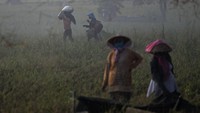 Perum Bulog memastikan tidak akan impor beras untuk tahun 2021 karena masih terus melakukan penyerapan beras dalam negeri.   