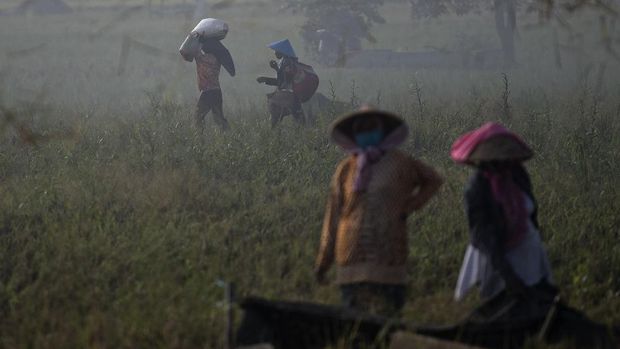 Petani mengangkut karung berisi gabah hasil panen dengan motor di Desa Kertawaluya, Kabupaten Karawang, Jawa Barat, Selasa (18/5/2021). Perum Bulog memastikan tidak akan impor beras untuk tahun 2021karena masih terus melakukan penyerapan beras dalam negeri. Sementara itu hingga 17 Mei 2021 stok beras yang ada di Bulog telah mencapai 1.395.376 ton. ANTARA FOTO/Sigid Kurniawan/foc.