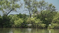 Setelah cuaca membaik, perjalanan dilanjutkan kembali. Setelah menempuh kurang lebih dua jam dari titik terakhir, tibalah di daerah Pancer Daun, yaitu kawasan belantara mangrove yang di tengahnya membentang banyak aliran sungai. Terlihat, sekelompok burung kuntul terbang mengawal kedatangan kapal. Alunan musik dangdut pantura mulai terdengar dan suara manusia bersahutan menawar hasil laut, tanda perkampungan tak jauh lagi.  