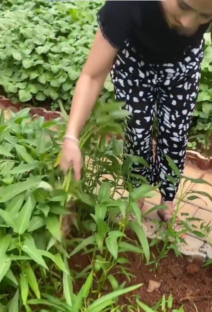 kebun sayur punya Prilly Latuconsina