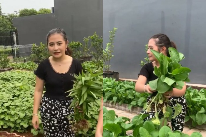 kebun sayur punya Prilly Latuconsina kebun sayur punya Prilly Latuconsina