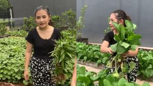 Prilly Latuconsina Punya Kebun Sayur Organik di Rumah, Tanam Apa Saja?