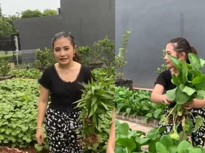 Prilly Latuconsina Punya Kebun Sayur Organik di Rumah, Tanam Apa Saja?