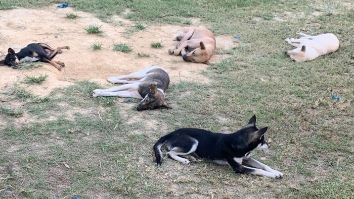 Kondisi terkini anjing hasil sitaan kasus penyelendupan yang dievakuasi RRDC Yogyakarta, Rabu (19/5/2021).
