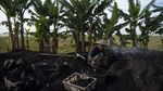 Intip Produksi Arang Kayu di Karawang
