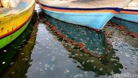 Sudah sepekan lamanya binatang lunak ini menginvasi pantai di area Pelabuhan Tanjung Tembaga dan Pelabuhan Perikanan Mayangan Kota Probolinggo. Fenomena tahunan ini terjadi saat ubur-ubur mencari pantai yang berair hangat.