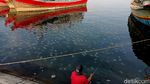 Penampakaan Jutaan Ubur-ubur yang Serbu Pantai Mayangan Probolinggo