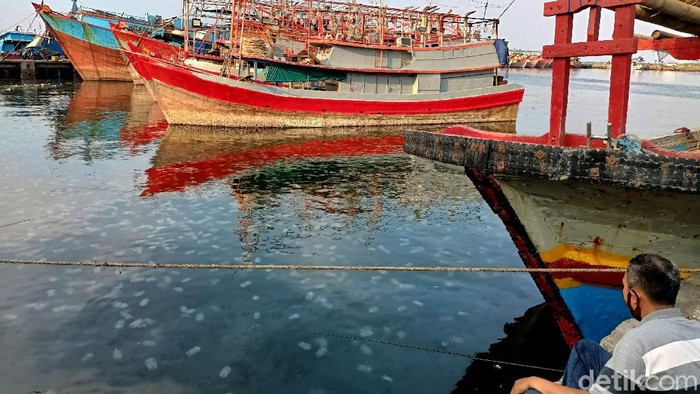 Penampakaan Jutaan Ubur-ubur yang Serbu Pantai Mayangan Probolinggo Pantai Mayangan di Kota Probolinggo, Jawa Timur, dipenuhi ubur-ubur. Fenomena tahunan ini terjadi saat ubur-ubur mencari pantai yang berair hangat. Ini fotonya.
