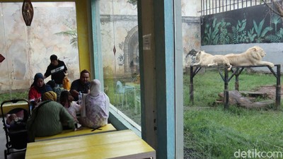 Serunya Sensasi Makan Ditemani Harimau dan Singa