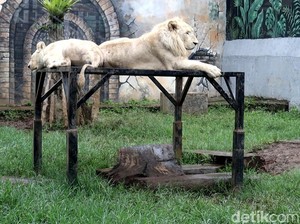 Jika Singa dan Harimau Adu Taring, Siapa yang Akan Menang?