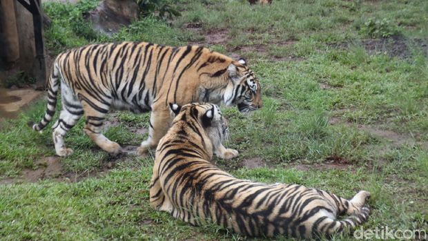 Sensasi Makan dengan Pemandangan Singa dan Harimau