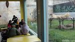 Serunya Sensasi Makan Ditemani Harimau dan Singa