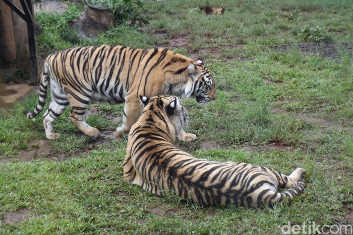Sensasi makan dengan pemandangan hewan buas biasa Anda rasakan di Lembang Park Zoo, Kabupaten Bandung Barat.