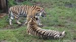 Serunya Sensasi Makan Ditemani Harimau dan Singa