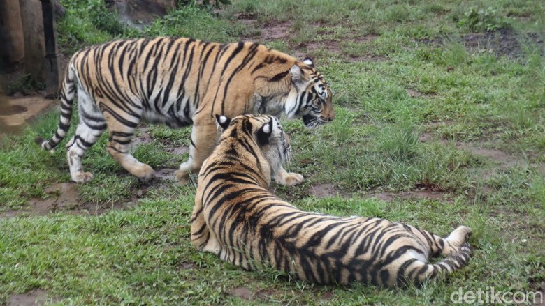 Serunya Sensasi Makan Ditemani Hewan Buas Sensasi makan dengan pemandangan hewan buas biasa Anda rasakan di Lembang Park Zoo, Kabupaten Bandung Barat.