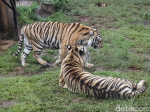 Bandung Zoo yang Sudah Ngap-ngapan