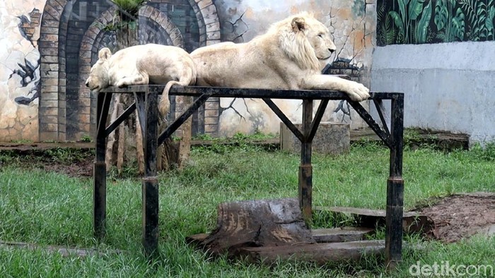 Sensasi makan dengan pemandangan hewan buas biasa Anda rasakan di Lembang Park Zoo, Kabupaten Bandung Barat.