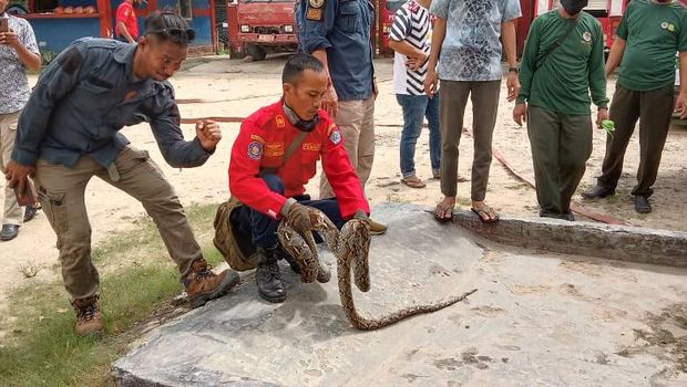3 Ekor ular sanca muncul di permukiman warga di Kota Kendari, Sultra (dok. Istimewa).