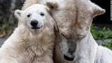 Kesalahan Fatal! Bayi Beruang Kutub Ini Hasil Inses